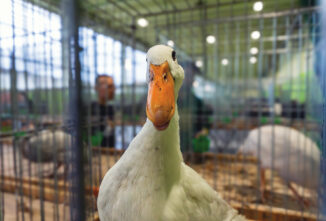 How to Show Ducks and Geese